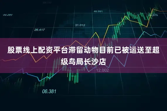 股票线上配资平台滞留动物目前已被运送至超级鸟局长沙店
